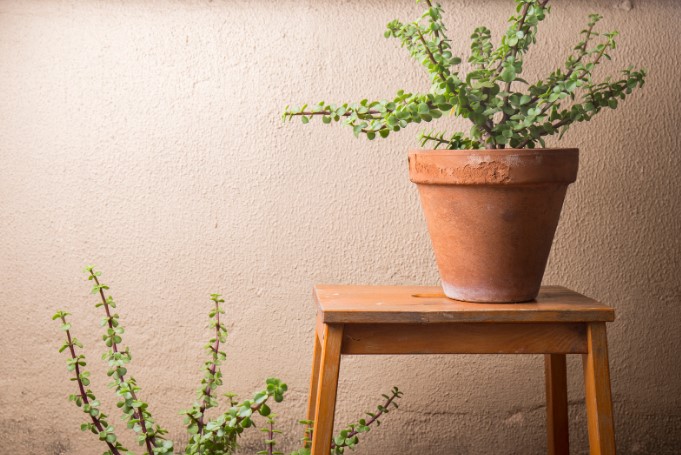 какой горшок нужен для крупного цветка какой горшок нужен для крупного цветка