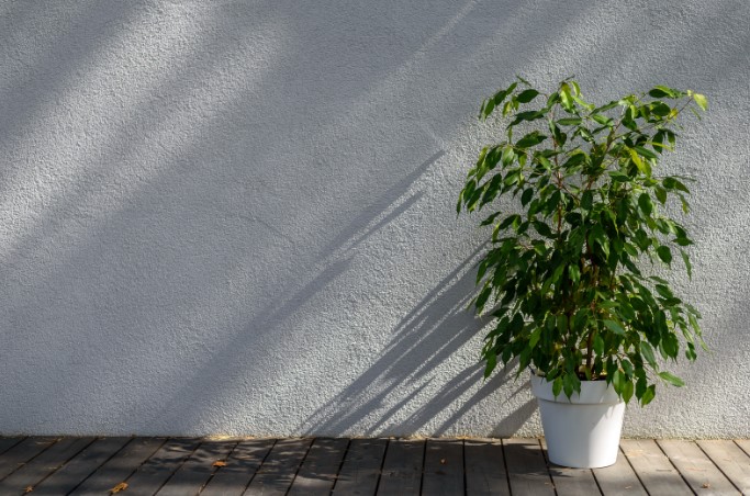 как подобрать размер горшка для крупного растения как подобрать размер горшка для крупного растения